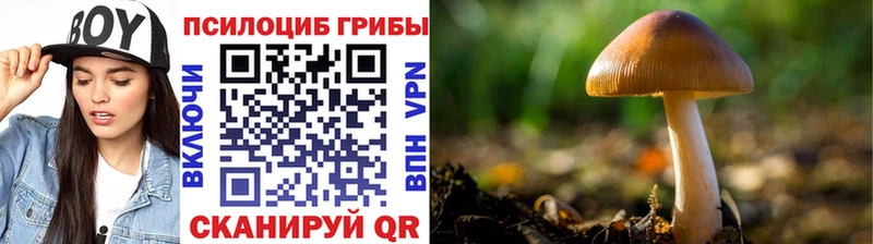 дарк нет телеграм  Волгореченск  Псилоцибиновые грибы Cubensis  ссылка на мегу ССЫЛКА 